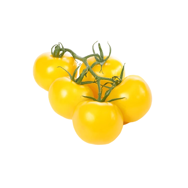 Hydroponic Yellow Cherry Tomatoes / Grape Tomatoes