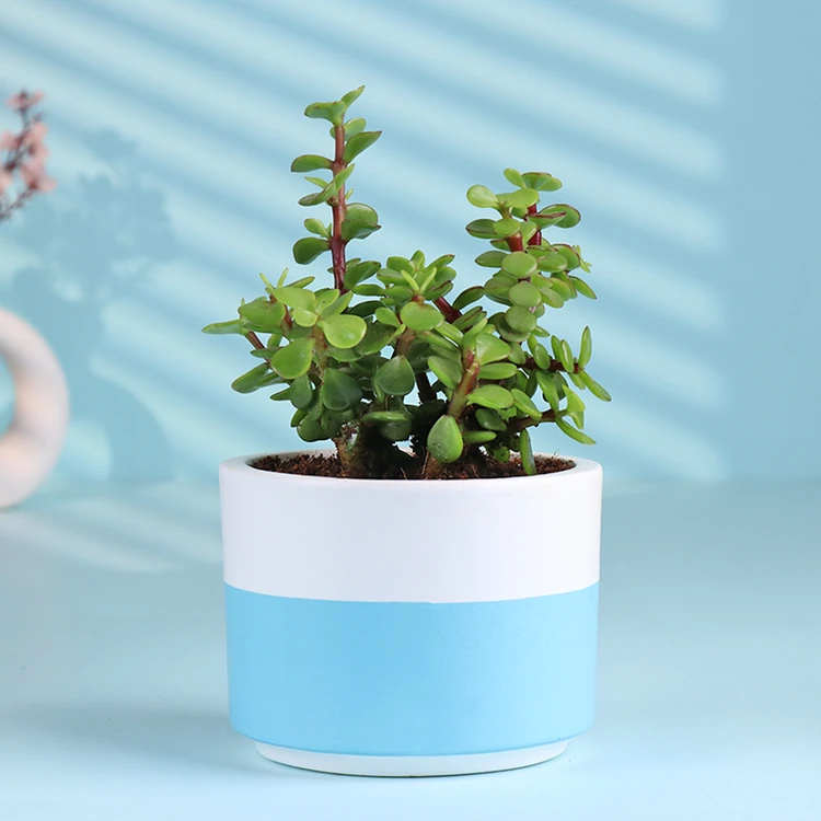 FlowerAura Jade Plant In Ceramic Pot