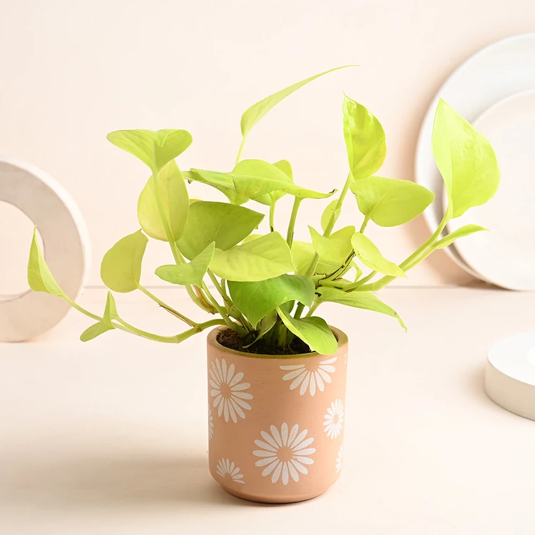 FlowerAura Golden Money Plant In Peach Terracotta Pot