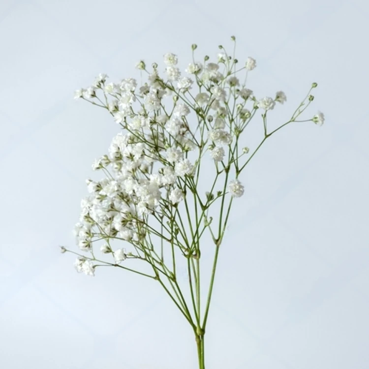 Baby's Breath Flowers