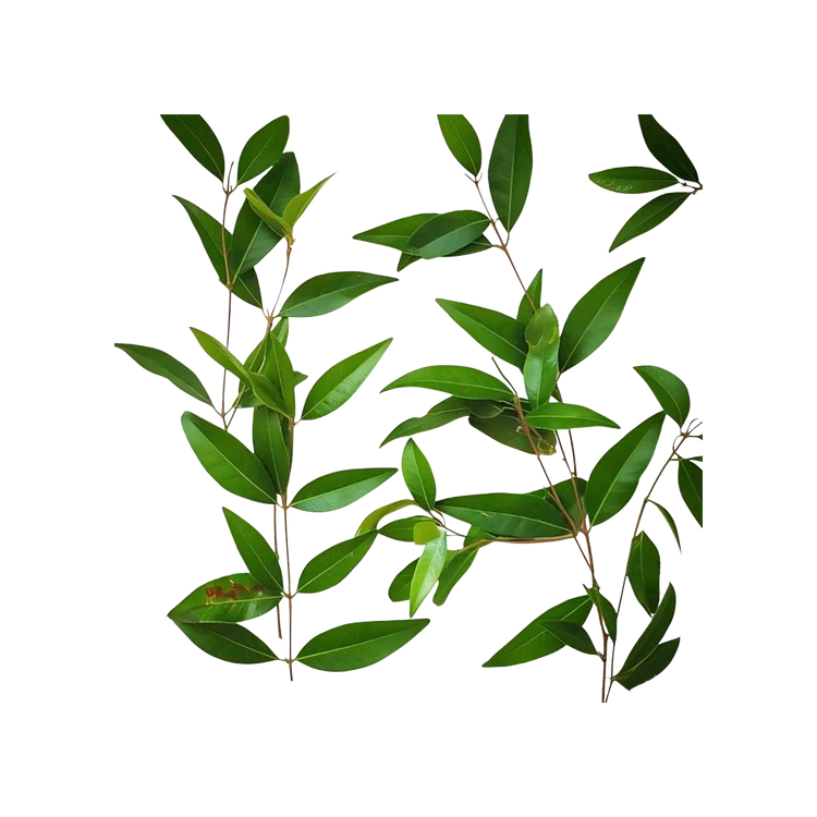Dighloti Leaves