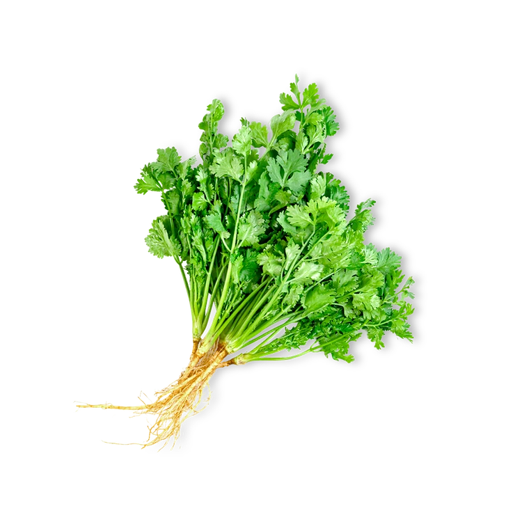 Coriander (Kottambari Soppu)