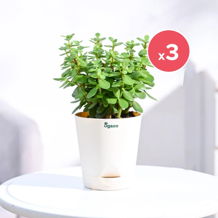 Ugaoo Jade Plant In Self Watering Pot - Pack of 3