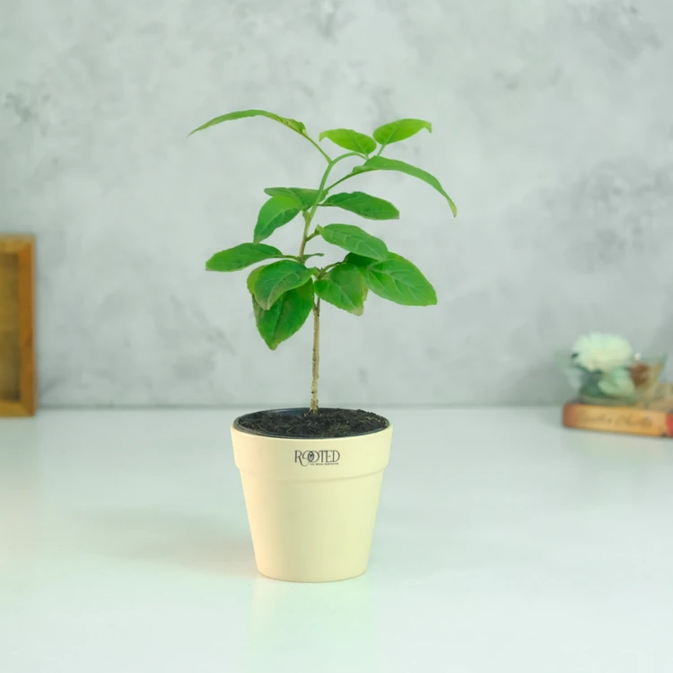 Rooted Bel Patra Premium Plant in Ivory Crown Pot