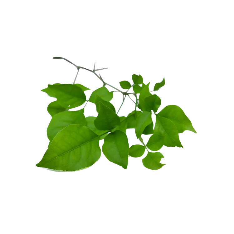 Bel Patta Special Offer