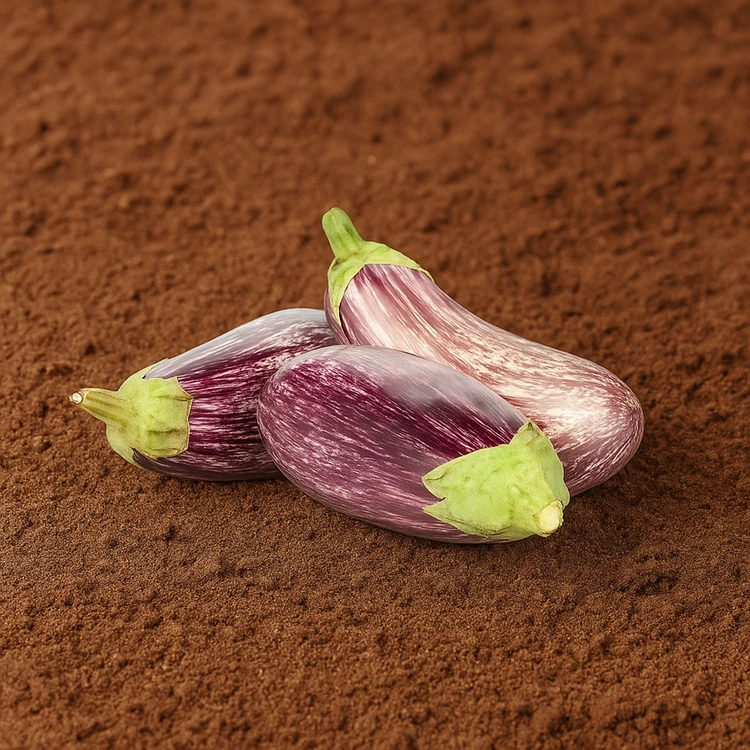 Organically Grown Purple Stripes Brinjal - 250 g (Badanekayi)