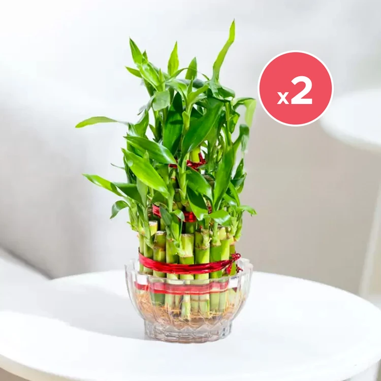 Ugaoo Three Layer Bamboo Plant with Matki Glass Pot - Pack of 2
