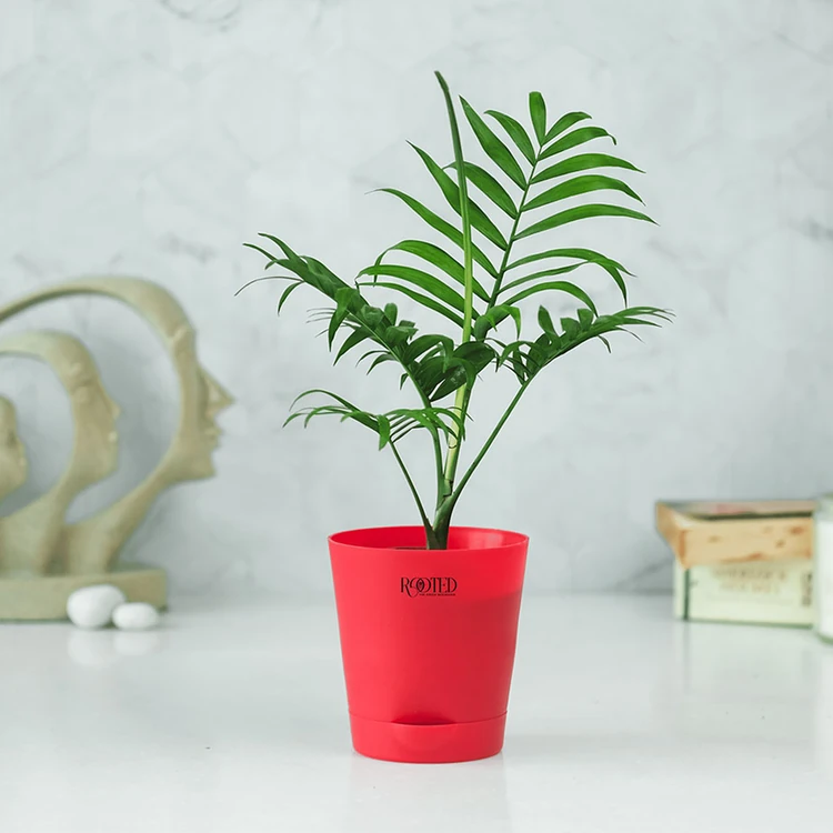 Rooted Chamaedorea Palm Premium Plant In Red Self Watering Pot