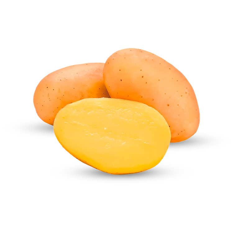 Natural Antioxidant Potato (Surya) (Alugadde)