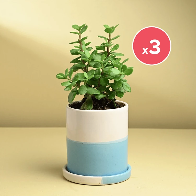 FlowerAura Jade Plant Plant in Blossom Pot with 100g Organic Manure - Pack of 3