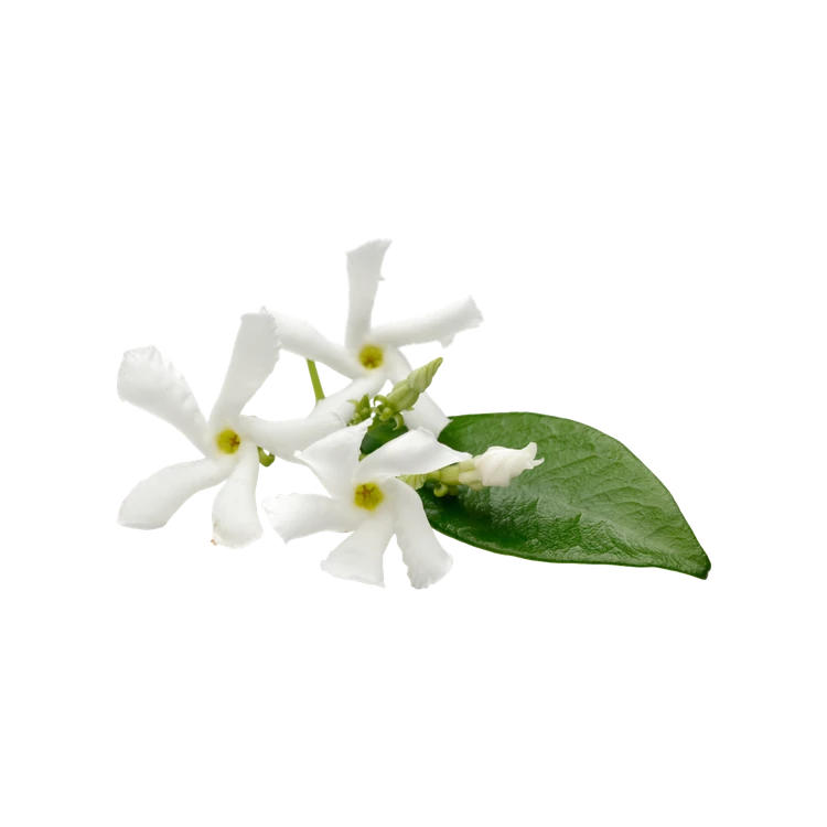 Star Jasmine