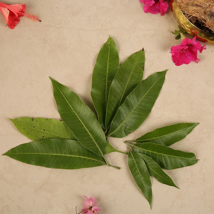 Mango Leaves (Maavina Ele)