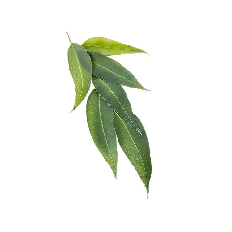 Eucalyptus Leaves