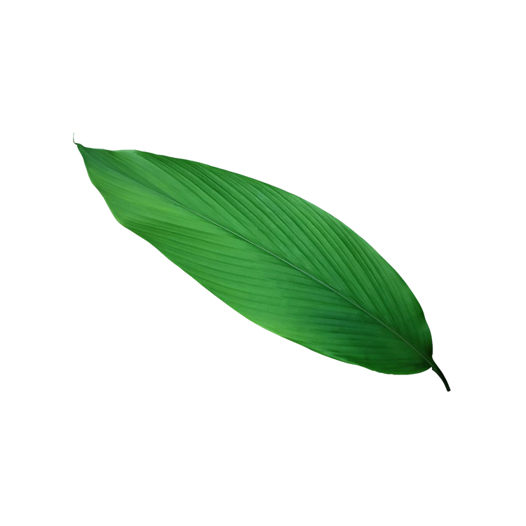 Turmeric Leaves (Arishina)