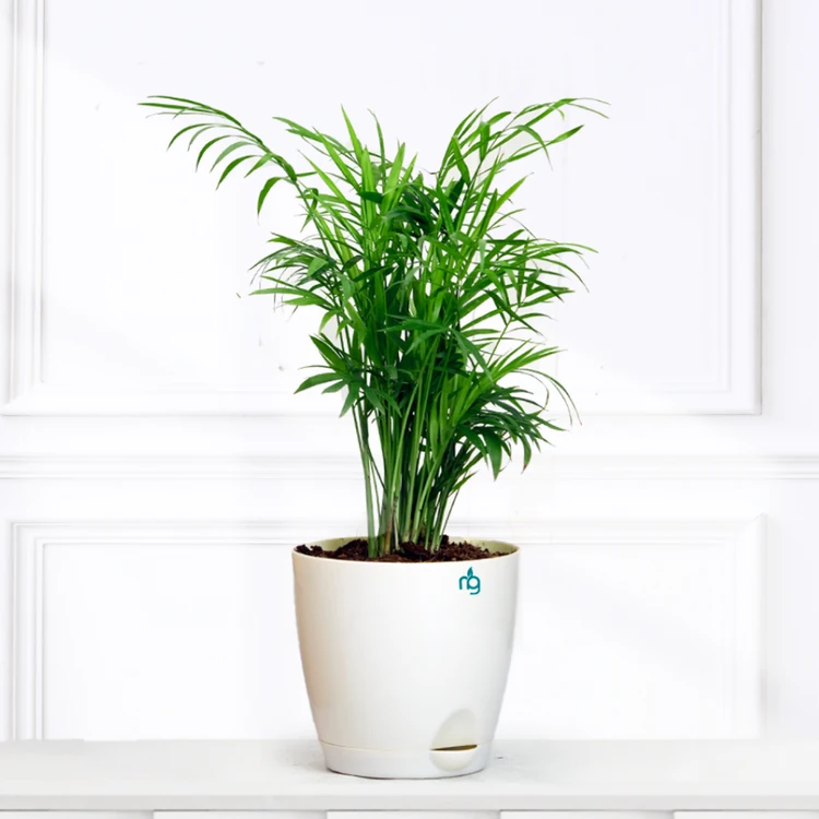 Nurturing Green Chamaedorea Palm Premium Plant in Self Watering Plastic Pot