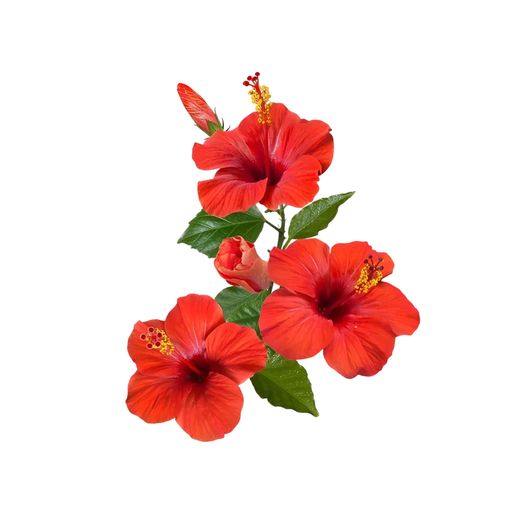 CC Hibiscus Flowers by Freshbury (Hoovu)