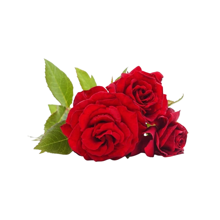 CC Rose Flowers (Gulabi)