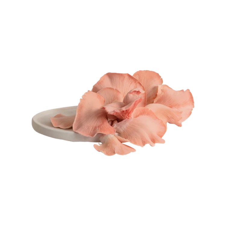 Pink Oyster Mushroom (Anabe)