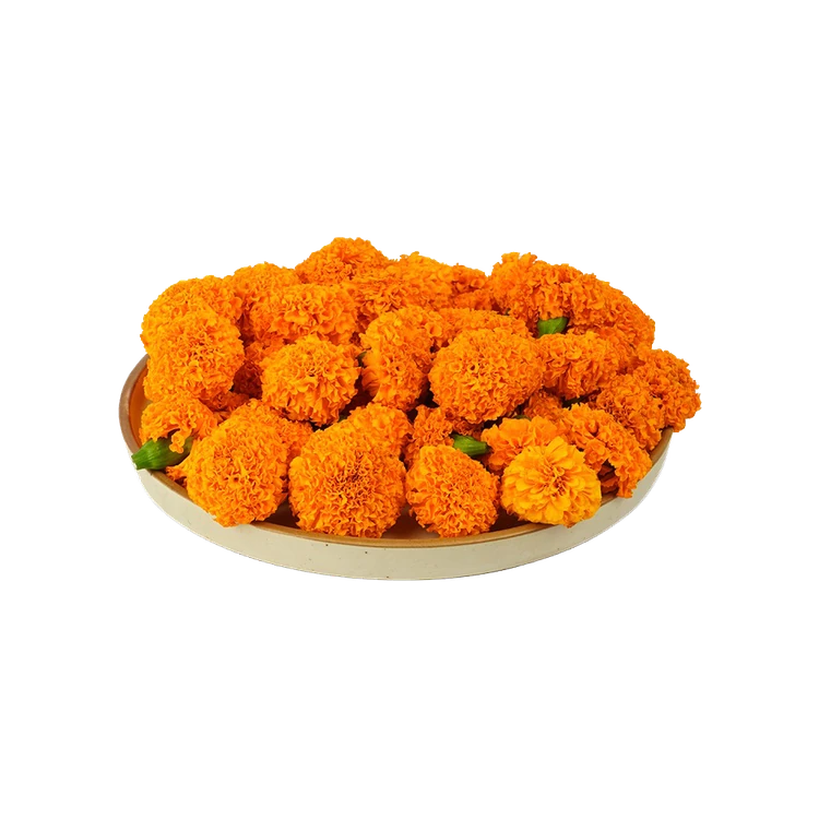 Marigold - Special Offer
