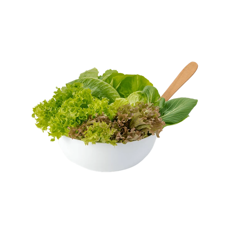Hydroponic Lettuce Mix (Letis Soppu)