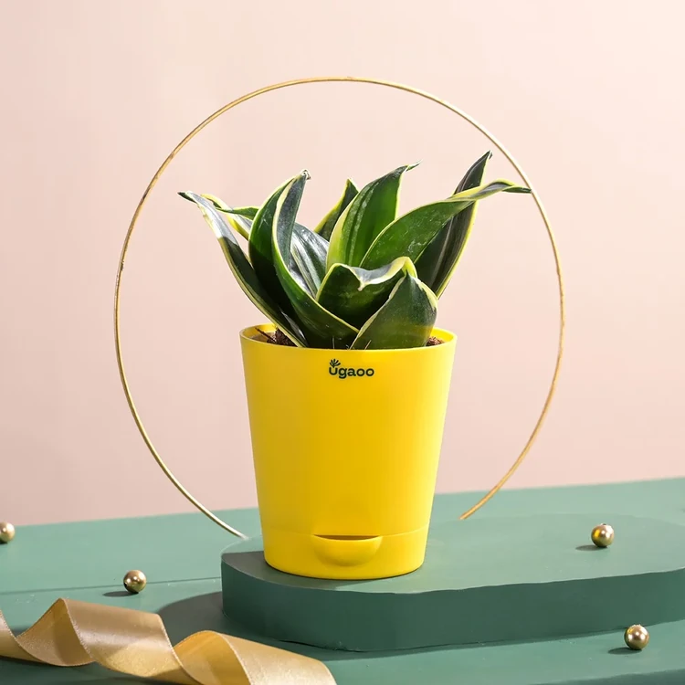 Ugaoo Sansevieria Golden Snake Plant In Self Watering Pot