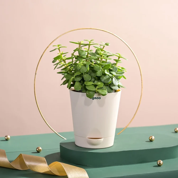 Ugaoo Jade Plant In Self Watering Pot