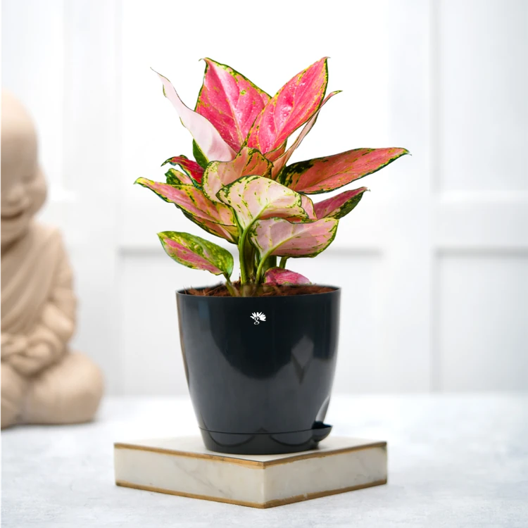 Nurturing Green Lady Valentine Premium Plant in 4.5 Inch Black Self Watering Plastic Pot