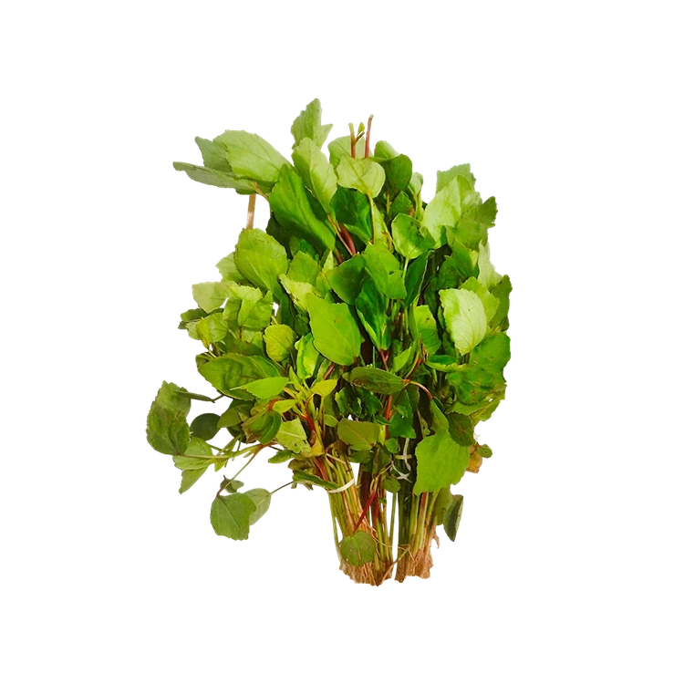 Gongura Leaves (Gongura Soppu)