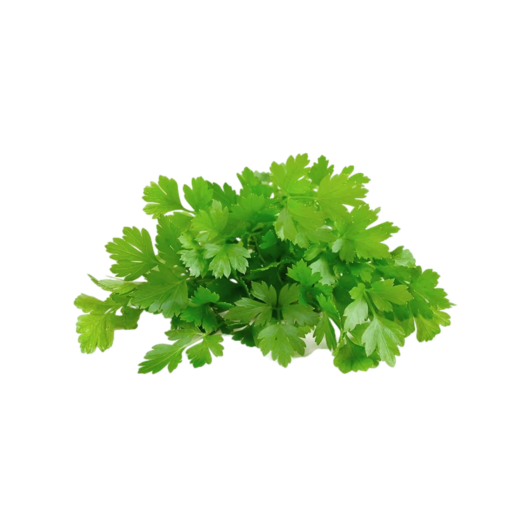 Coriander Bunch (Kottambari Soppu)
