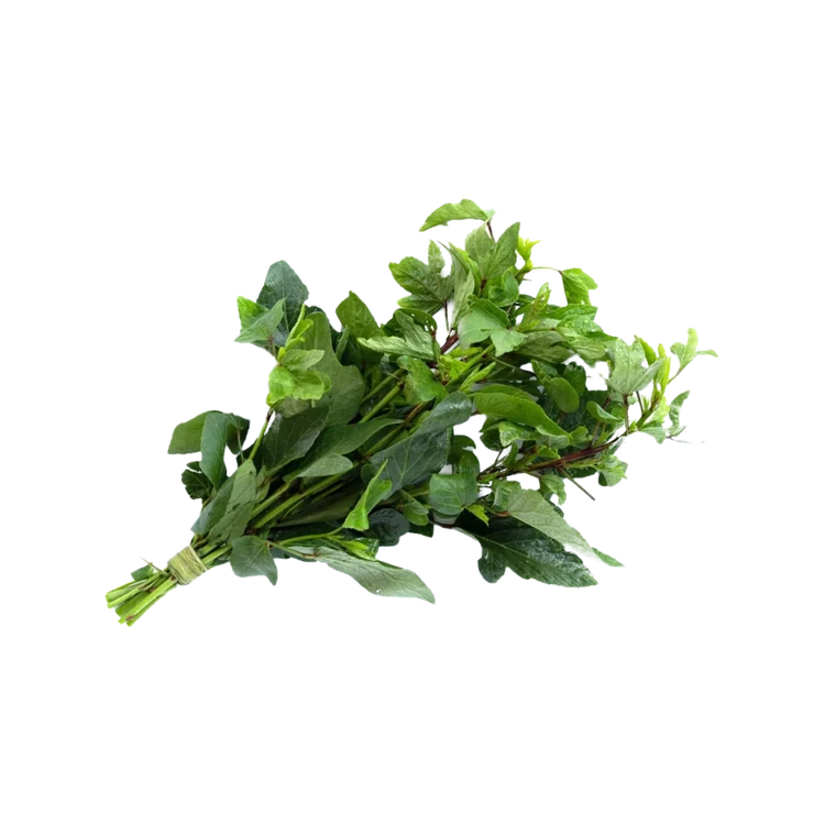 Gongura - Greenhouse grown by Deep Rooted