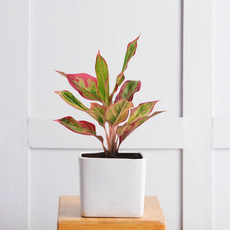 Nurturing Green Aglaonema Red Gold Plant in 3.5 inch White Ceramic Pot