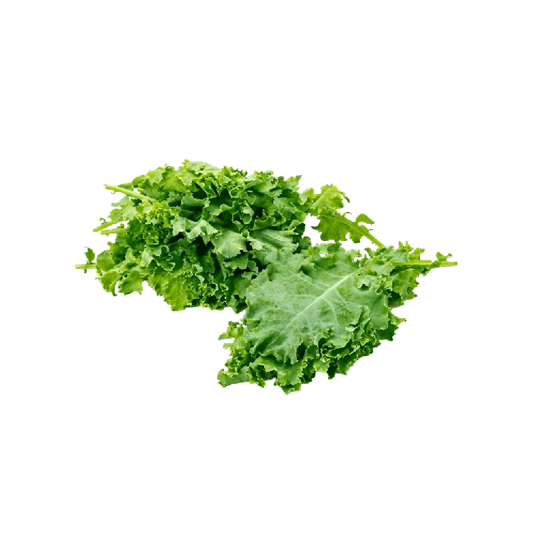 Hydroponic Kale Leaves - Curly (Kale Soppu)