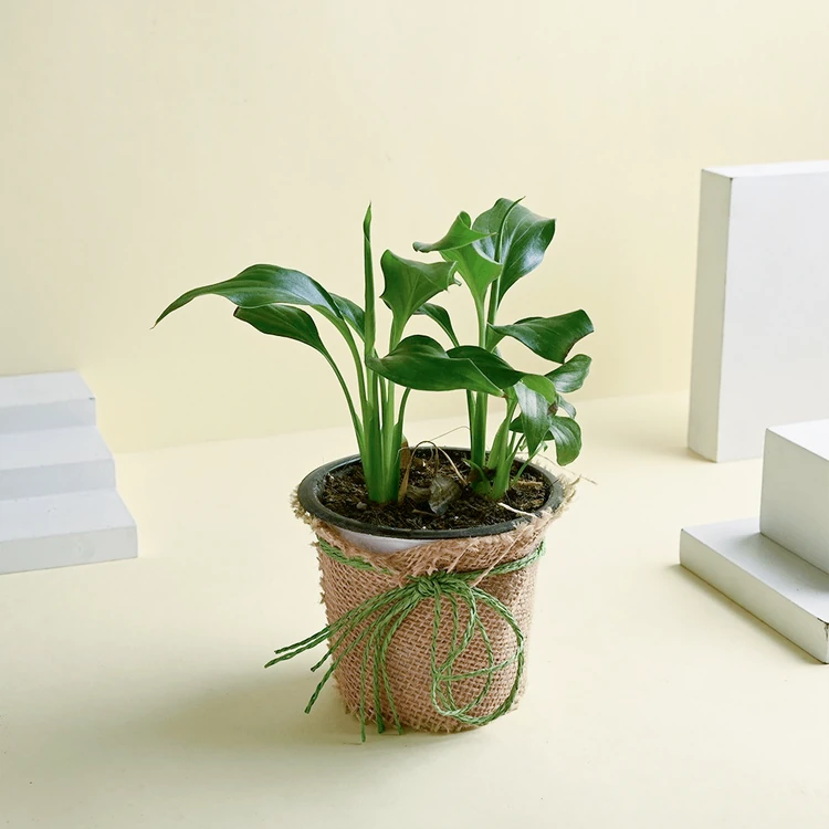 FlowerAura Peace Lily Plant in Jute Wrapped Pot