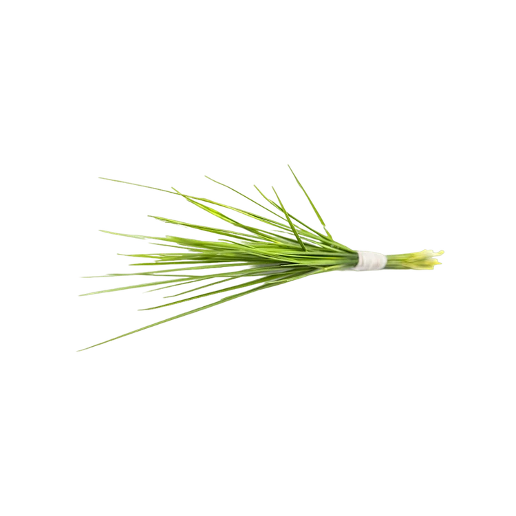 Doob Grass / Durva Grass (Garike)