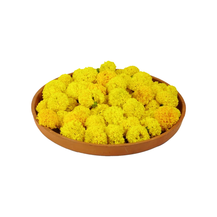 Marigold - Special Offer