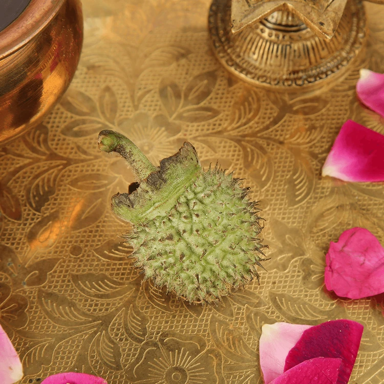 Dhatura for Pooja Special Offer