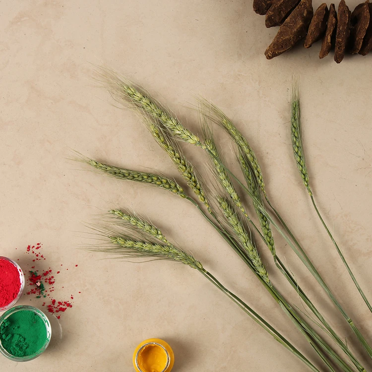 Wheat Grains for Holi (Gehu Ki Bali)
