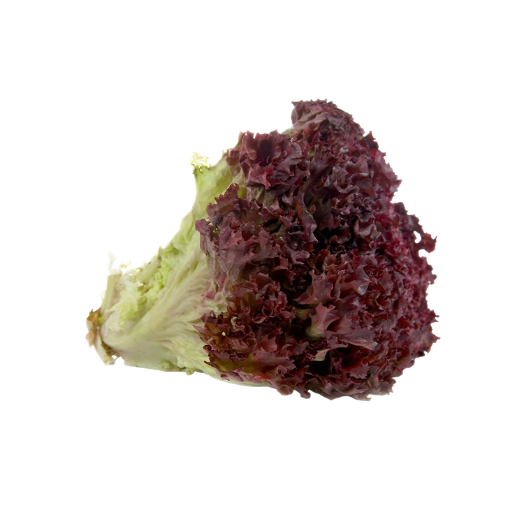 Lollo Red Lettuce Hydroponically Grown (Letis Soppu)