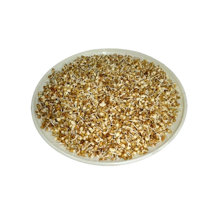 Matki Sprouts (Molke Kalu)