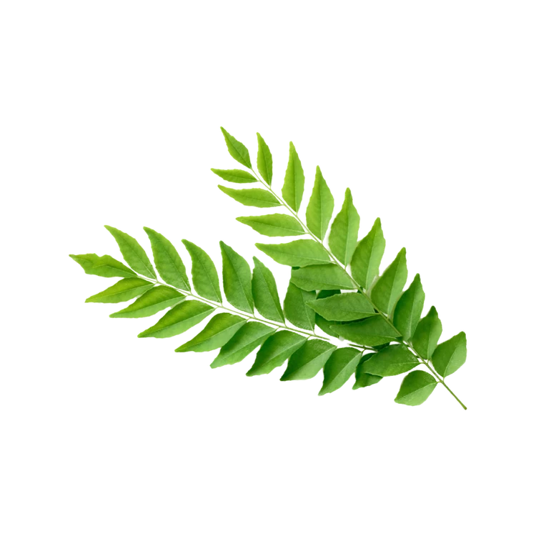 Curry Leaves by Deep Rooted (Karibevina Soppu)