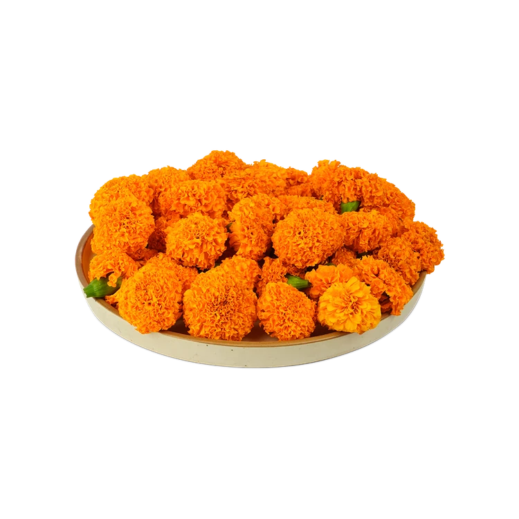 Orange Marigold Flowers Special Offer