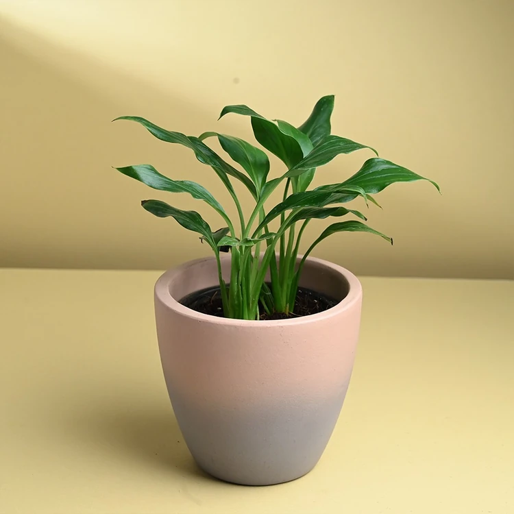 FlowerAura Peace Lily Plant In Ceramic Pot