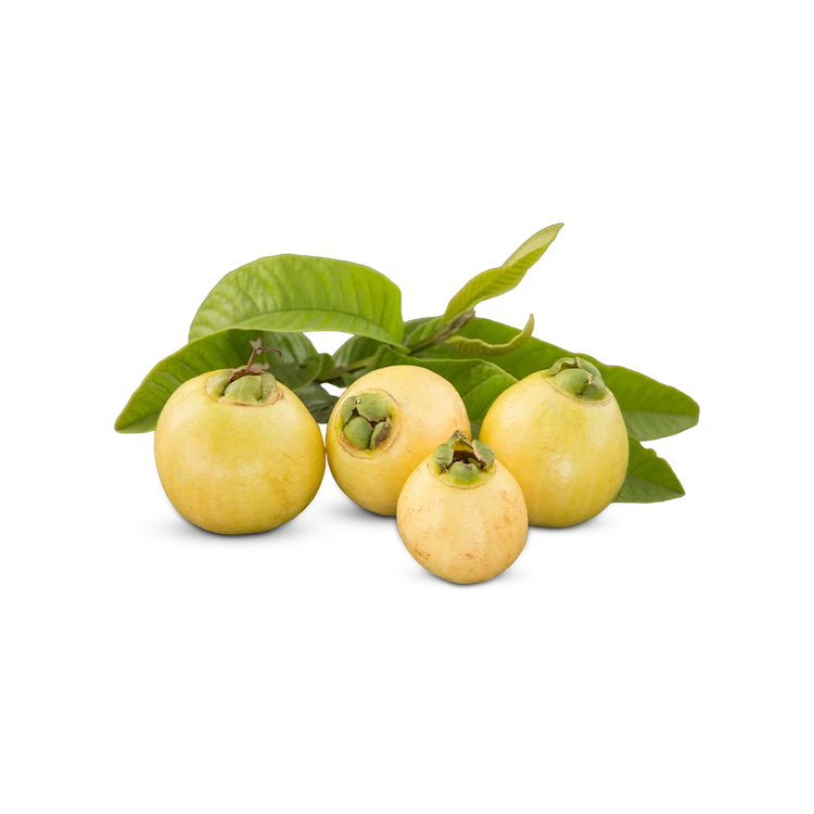 Yellow Rose / Water Apple (Gulab Phal)