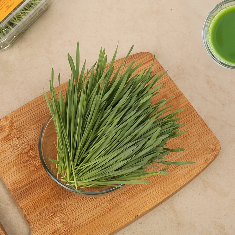 Wheat Grass