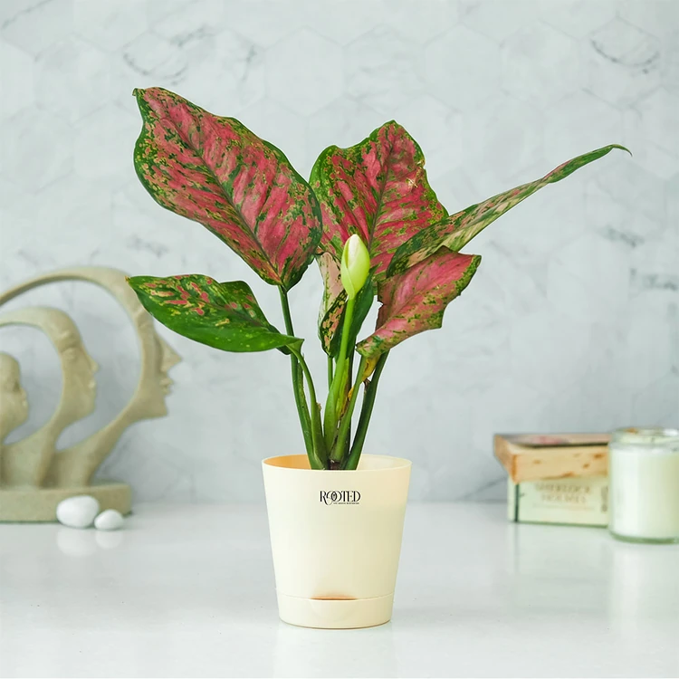 Rooted Aglaonema Pink Beauty Premium Plant In Ivory Self Watering Pot