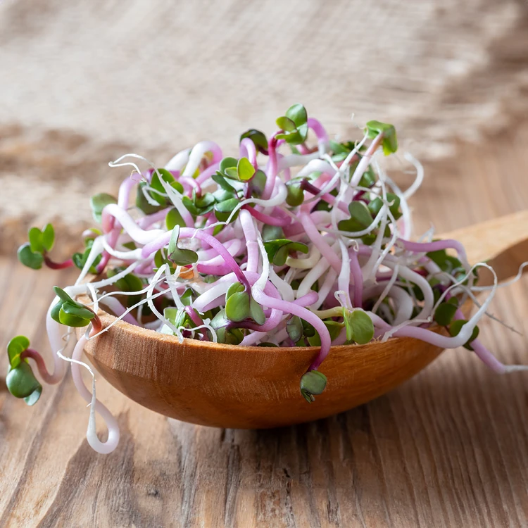 Pink Radish Microgreens