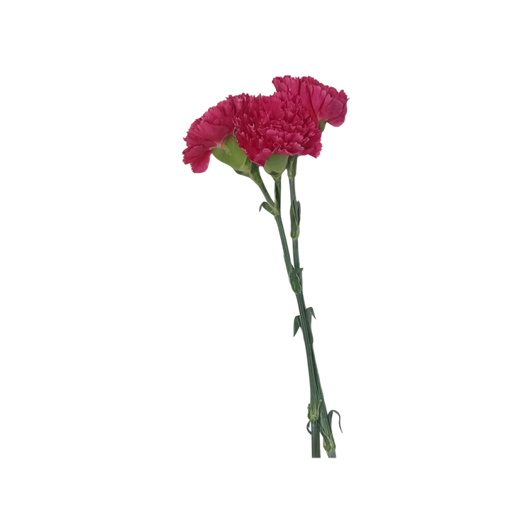 Carnation Pink Rose