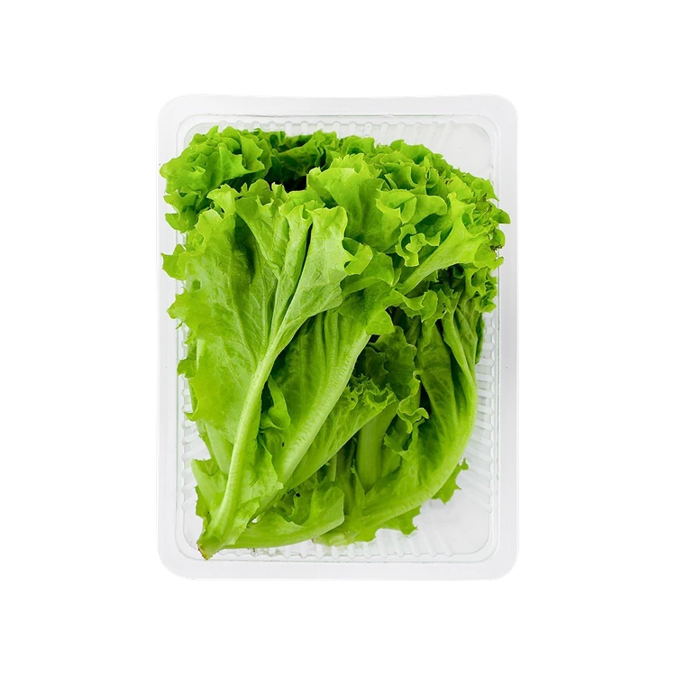 Hydroponically Grown Locarno Live Plant Lettuce (Letis Soppu)