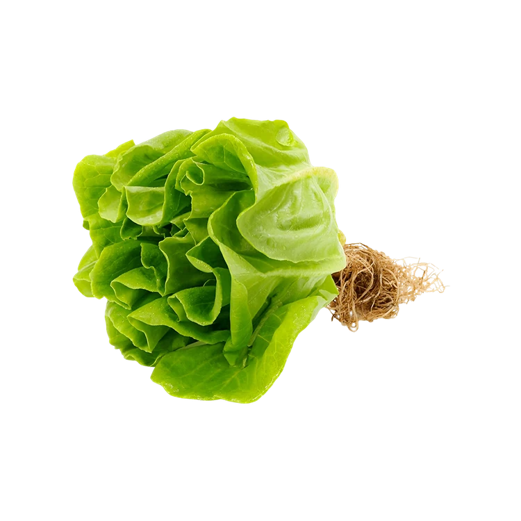 Hydroponic Lettuce Butterhead - Live Plant (Letis Soppu)