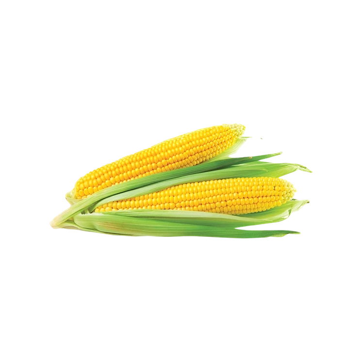 Corn Cob - Organically Grown - 2 pieces (Jola)